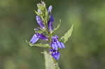 Great blue lobelia